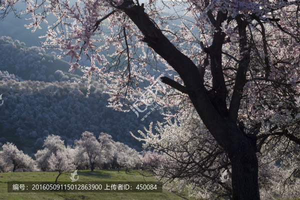 野杏花