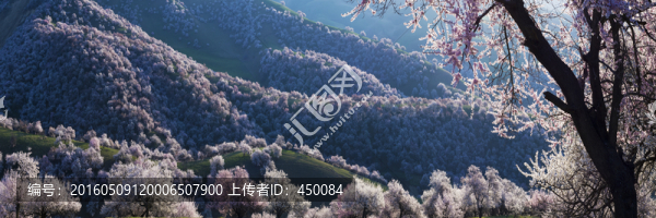 野杏花