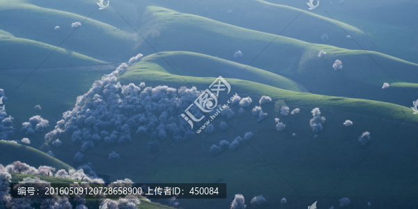 野杏花
