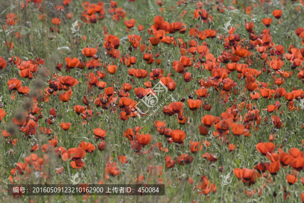紅花