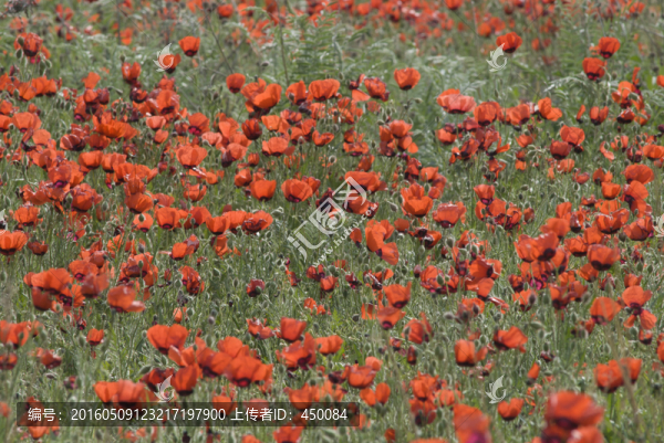 紅花