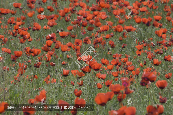 紅花