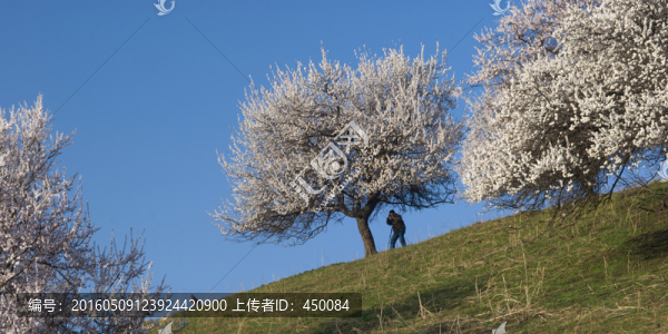 天山之春