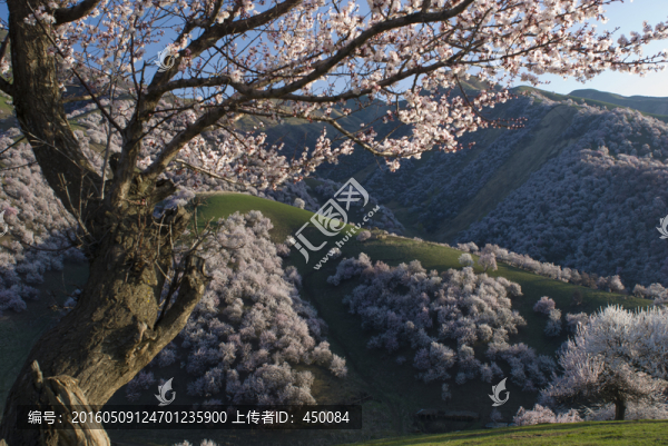 野杏花