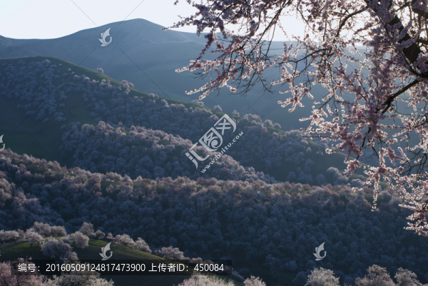 野杏花