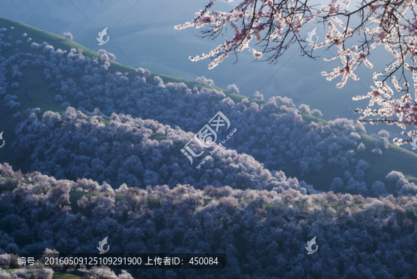野杏花