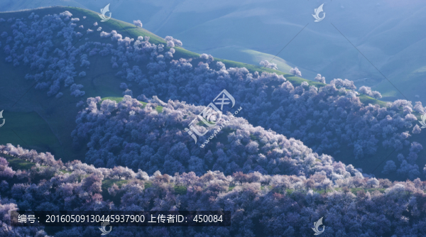 天山之春