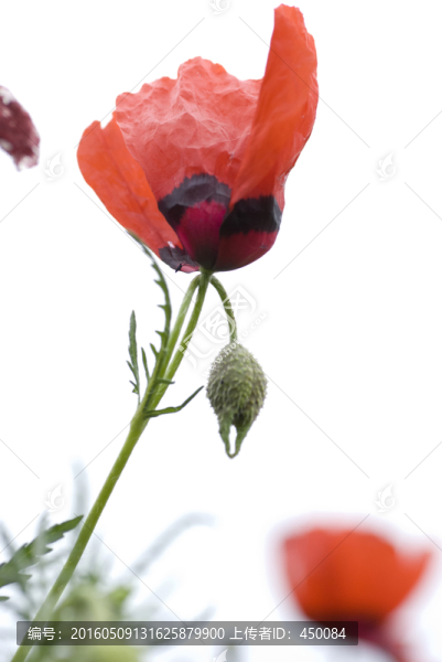 野罌粟花