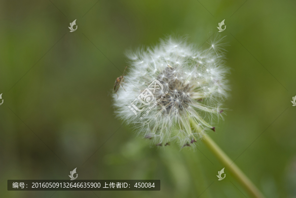 蒲公英花