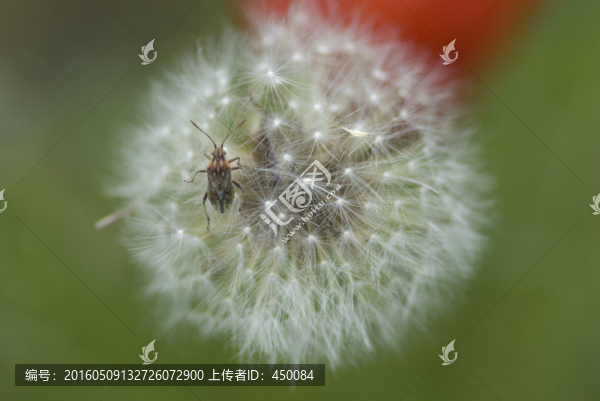 蒲公英