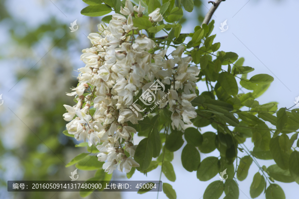 槐花