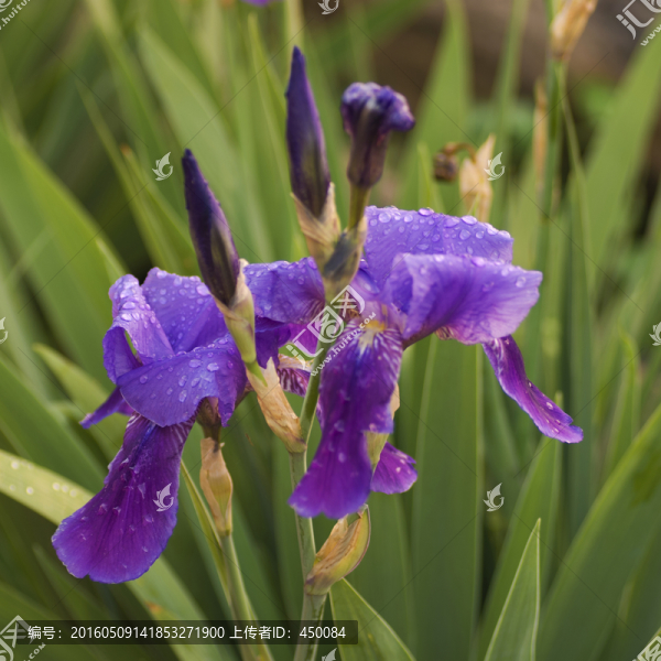 藍蝴蝶