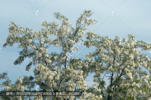 槐花