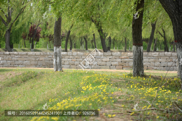 柳樹林