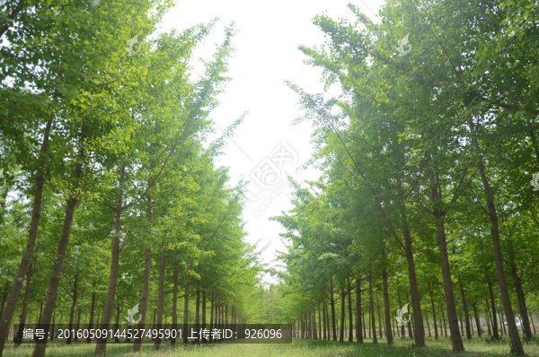 銀杏樹林