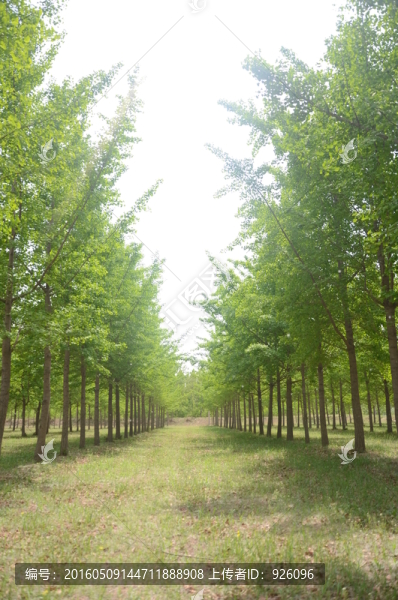 銀杏樹林-匯圖網(wǎng) www.fosd68.com 銀杏樹林