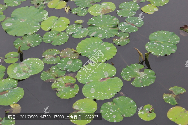 春天藕池