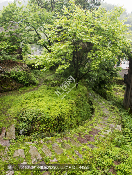 綠色小路