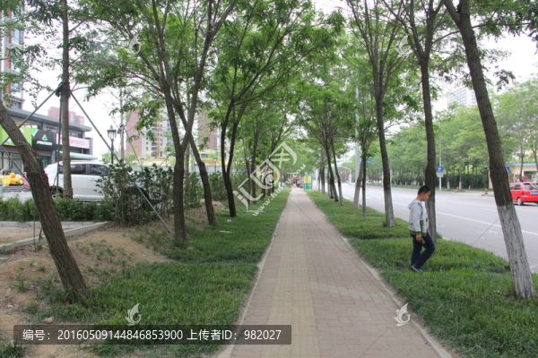 城市綠化行道樹(shù)