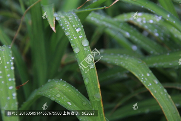草上露珠
