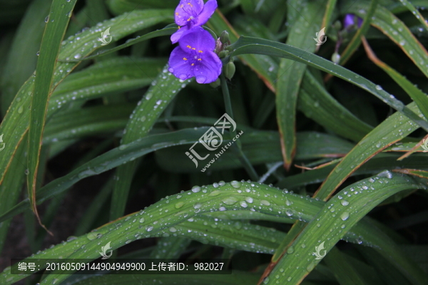 草露珠