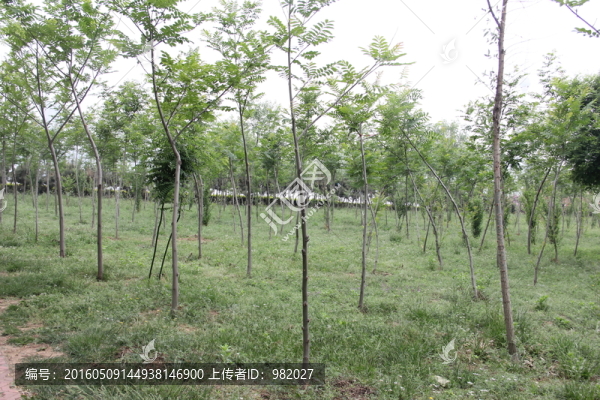 公園樹林