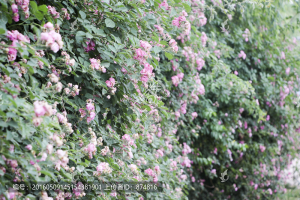 薔薇花墻