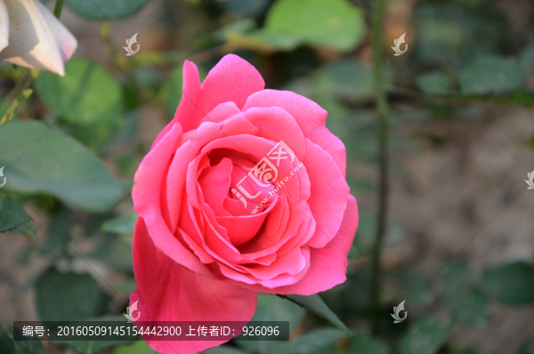 玫瑰花