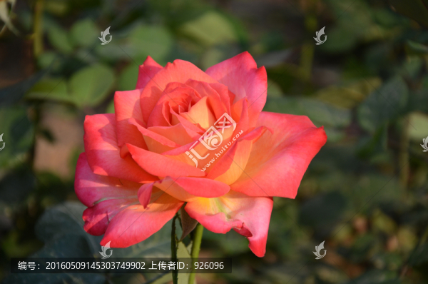 玫瑰花