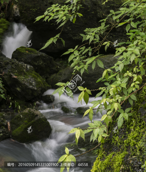 青苔流水