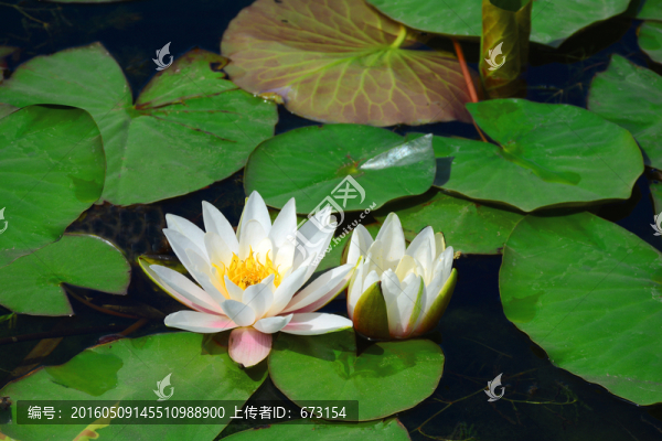 蓮花