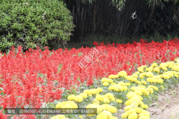 花卉