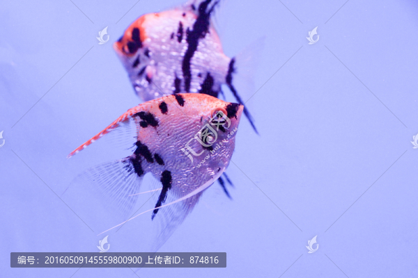 燕尾魚