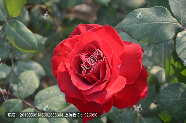 玫瑰花