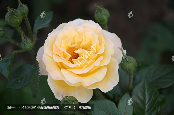 玫瑰花