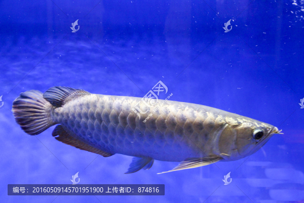 金龍魚