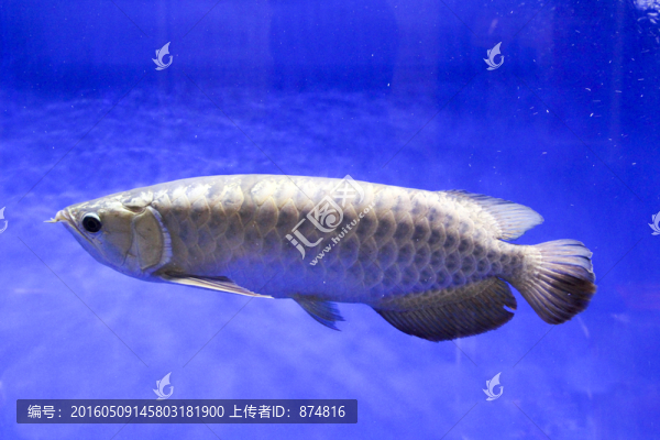 金龍魚