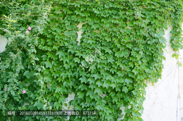 爬山虎
