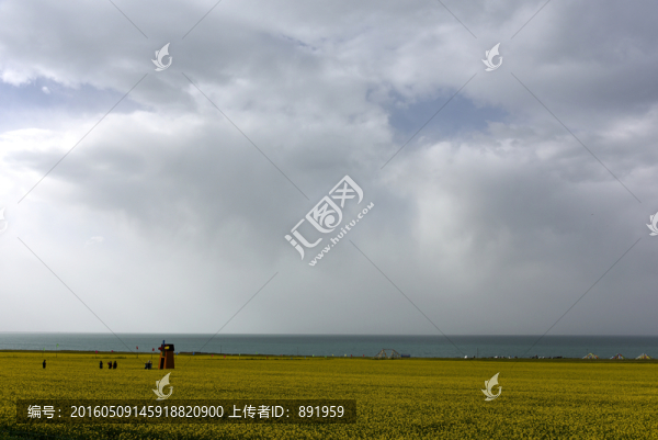 青海湖畔菜花香