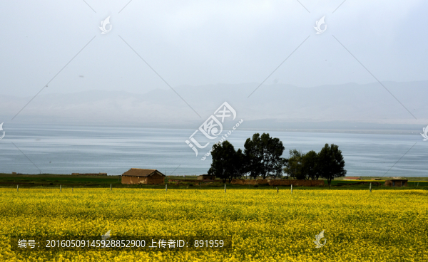 青海湖畔菜花香