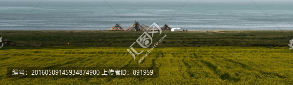 青海湖畔菜花香