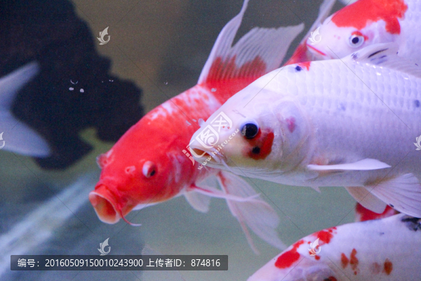 錦鯉