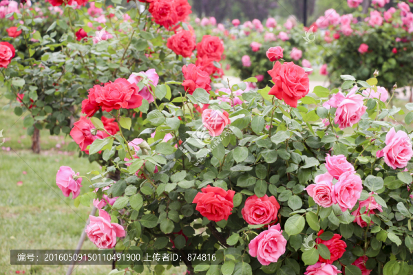 月季花
