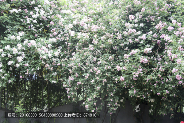 花墻