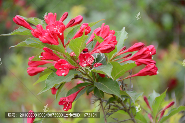 錦帶花