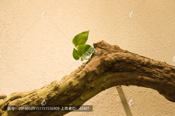 生機(jī)老樹嫩葉