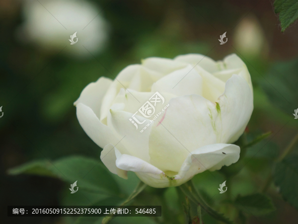一朵白玫瑰