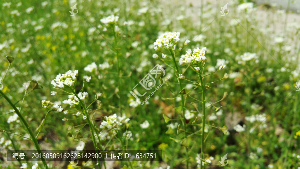 草地上的小白花
