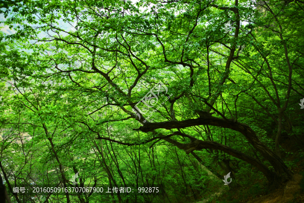 綠樹