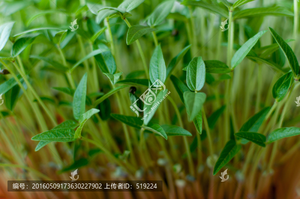 绿豆苗